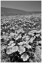 California Poppies in spring, hills W of the Preserve. Antelope Valley, California, USA (black and white)