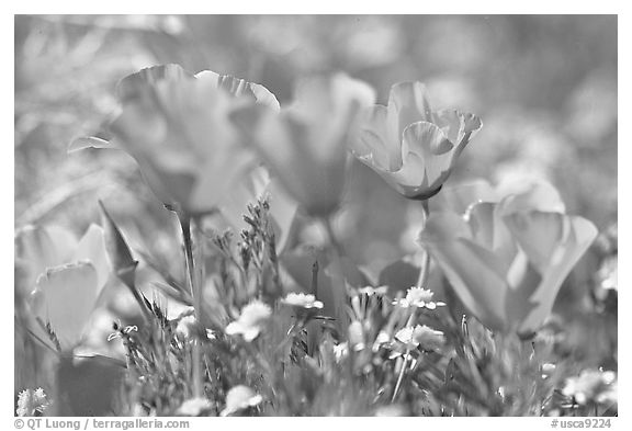 Close up of California Poppies. Antelope Valley, California, USA