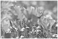 Close up of California Poppies. Antelope Valley, California, USA (black and white)