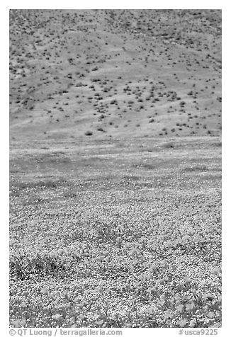 Hillside covered with California Poppies and Desert Marygold. Antelope Valley, California, USA (black and white)
