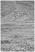 Hillside covered with California Poppies and Desert Marygold. Antelope Valley, California, USA ( black and white)