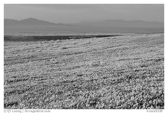 Meadow covered with poppies and Tehachapi Mountains at sunset. Antelope Valley, California, USA