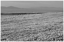 Meadow covered with poppies and Tehachapi Mountains at sunset. Antelope Valley, California, USA (black and white)