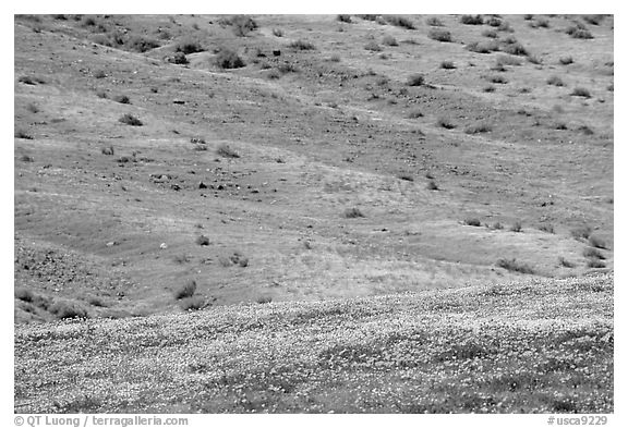 Hillside covered with California Poppies and Desert Marygold. Antelope Valley, California, USA