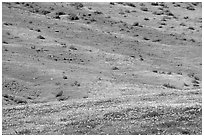 Hillside covered with California Poppies and Desert Marygold. Antelope Valley, California, USA (black and white)