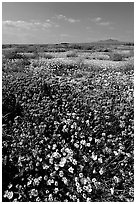 Yellow and purple desert flowers on mud flats. Antelope Valley, California, USA (black and white)