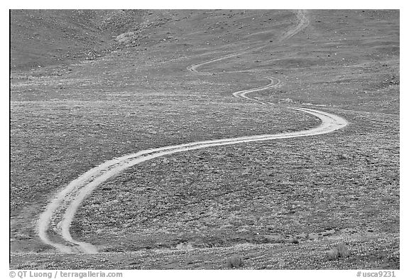 Curving unpaved road, hills W of the Preserve. Antelope Valley, California, USA