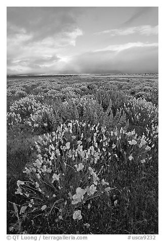 Lupines and California Poppies. Antelope Valley, California, USA (black and white)