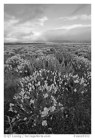 Lupines and California Poppies. Antelope Valley, California, USA