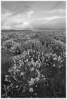 Lupines and California Poppies. Antelope Valley, California, USA (black and white)