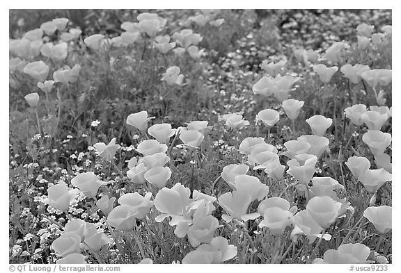 Close up of California Poppies. Antelope Valley, California, USA