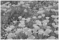 Close up of California Poppies. Antelope Valley, California, USA (black and white)