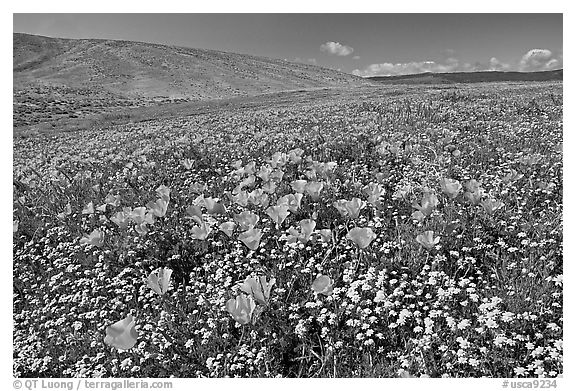 California Poppies and desert Marygold, hills W of the Preserve. Antelope Valley, California, USA