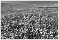 California Poppies and desert Marygold, hills W of the Preserve. Antelope Valley, California, USA ( black and white)