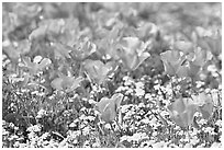 Close up of California Poppies. Antelope Valley, California, USA (black and white)