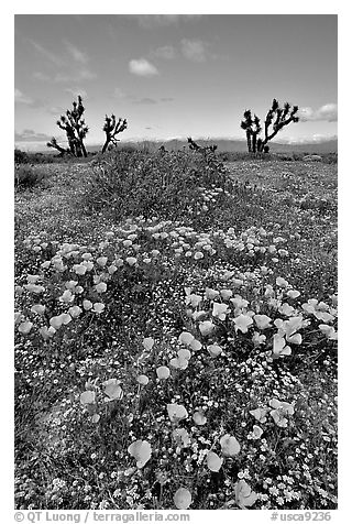 California Poppies and Joshua Trees. Antelope Valley, California, USA (black and white)