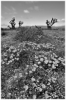 California Poppies and Joshua Trees. Antelope Valley, California, USA (black and white)