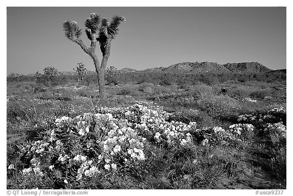 Daturas and Joshua Trees. Antelope Valley, California, USA