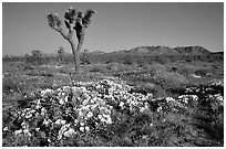 Daturas and Joshua Trees. Antelope Valley, California, USA ( black and white)