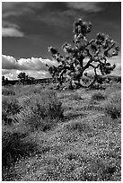 Yellow desert Marygold and Joshua Tree. Antelope Valley, California, USA (black and white)