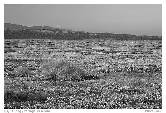 Meadow covered with poppies, sage bushes, and Tehachapi Mountains at sunset. Antelope Valley, California, USA