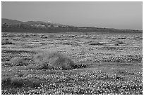 Meadow covered with poppies, sage bushes, and Tehachapi Mountains at sunset. Antelope Valley, California, USA (black and white)