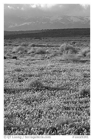 Meadow covered with poppies, sage bushes, and Tehachapi Mountains at sunset. Antelope Valley, California, USA