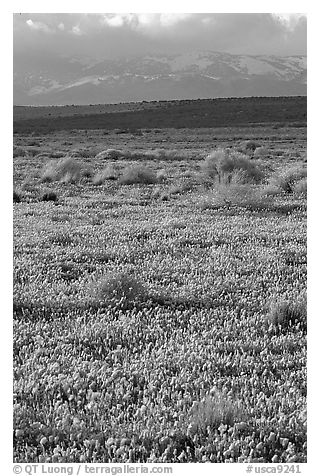 Meadow covered with poppies, sage bushes, and Tehachapi Mountains at sunset. Antelope Valley, California, USA