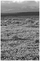 Meadow covered with poppies, sage bushes, and Tehachapi Mountains at sunset. Antelope Valley, California, USA ( black and white)