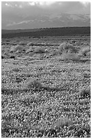 Meadow covered with poppies, sage bushes, and Tehachapi Mountains at sunset. Antelope Valley, California, USA (black and white)