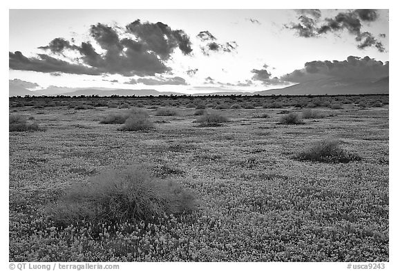 Meadow covered with poppies and sage bushes at sunset. Antelope Valley, California, USA