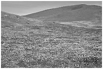 Hills W of the Preserve, covered with multicolored flowers. Antelope Valley, California, USA ( black and white)