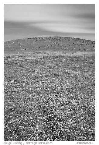 Hills W of the Preserve, covered with multicolored flowers. Antelope Valley, California, USA