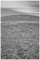 Hills W of the Preserve, covered with multicolored flowers. Antelope Valley, California, USA (black and white)