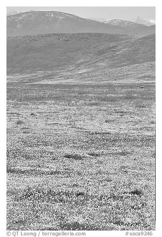 Hills W of the Preserve, covered with multicolored flowers. Antelope Valley, California, USA (black and white)