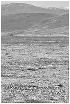 Hills W of the Preserve, covered with multicolored flowers. Antelope Valley, California, USA ( black and white)