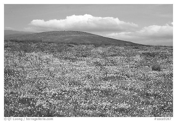 Hills W of the Preserve, covered with multicolored flowers. Antelope Valley, California, USA (black and white)