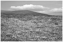 Hills W of the Preserve, covered with multicolored flowers. Antelope Valley, California, USA (black and white)