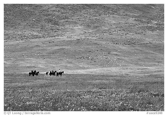 Horseback riders in hills covered with multicolored flowers. Antelope Valley, California, USA (black and white)