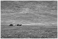 Horseback riders in hills covered with multicolored flowers. Antelope Valley, California, USA (black and white)