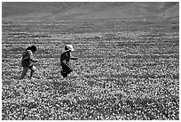Children playing in a field of Poppies. Antelope Valley, California, USA (black and white)