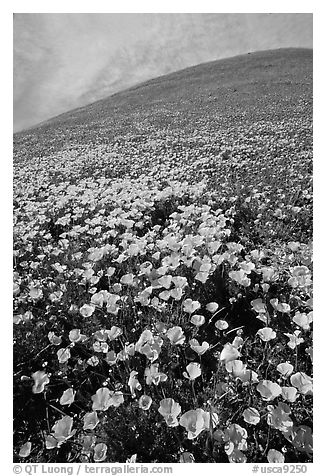 California Poppies and hill. Antelope Valley, California, USA (black and white)