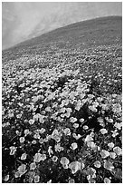 California Poppies and hill. Antelope Valley, California, USA (black and white)