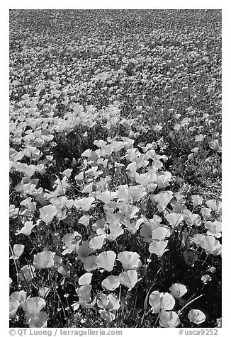 Field of California Poppies and purple flowers. Antelope Valley, California, USA (black and white)