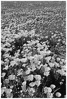 Field of California Poppies and purple flowers. Antelope Valley, California, USA (black and white)