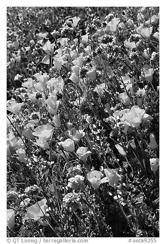 Close up of backlit poppies, lupine, and purple flowers. Antelope Valley, California, USA (black and white)