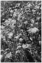 Close up of backlit poppies, lupine, and purple flowers. Antelope Valley, California, USA (black and white)