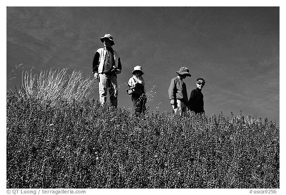 Family strolling in a field of lupines. Antelope Valley, California, USA (black and white)