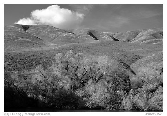 Pond, trees, and Gorman Hills. California, USA (black and white)