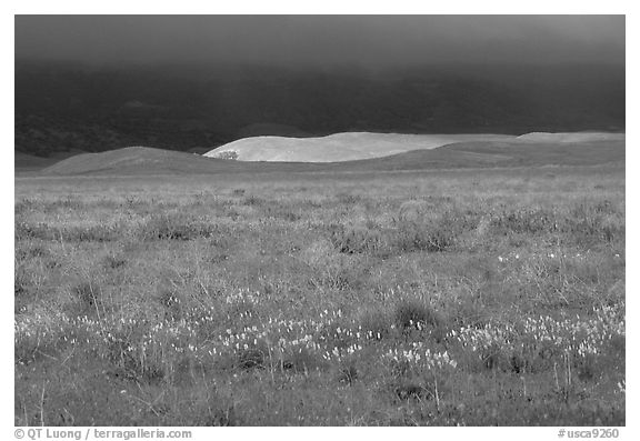 Meadow with closed poppies under a stormy sky. Antelope Valley, California, USA